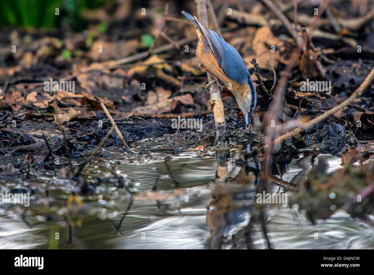 Eurasian nuthatch (Sitta europaea), searching nesting material at a pondside, Germany, Bavaria Stock Photo
