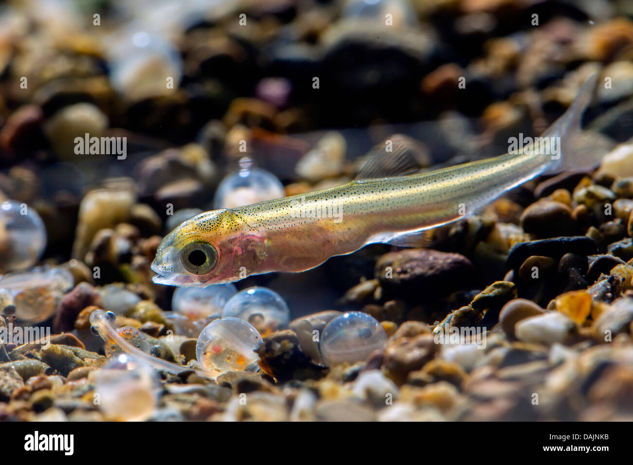 whitefishes, lake whitefishes (Coregonus spec.), hunting grayling larva Stock Photo