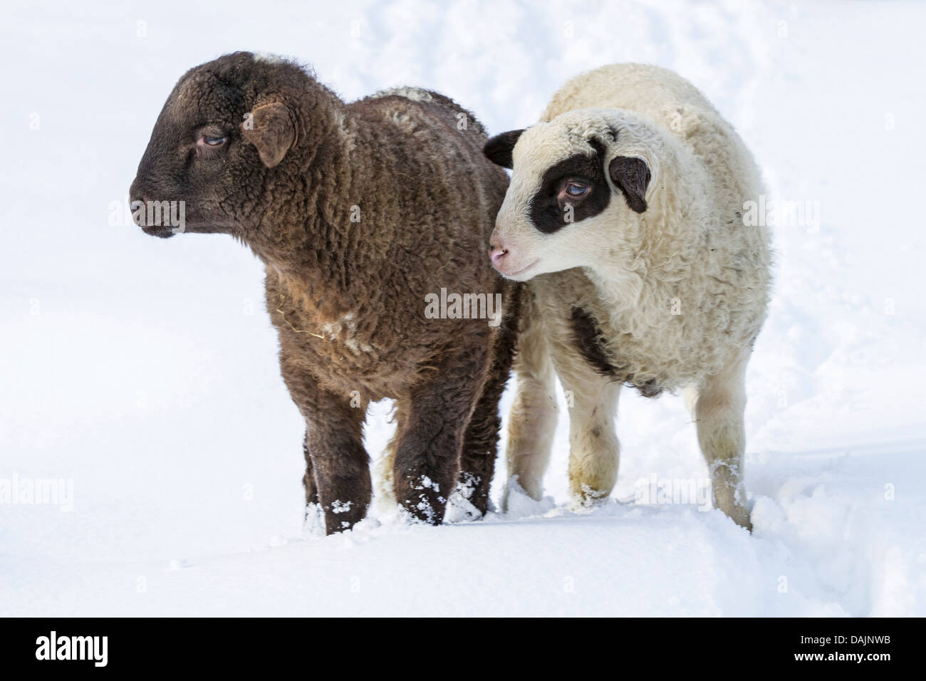 domestic sheep (Ovis ammon f. aries), black and white lambs in snow, Germany, Bavaria Stock Photo