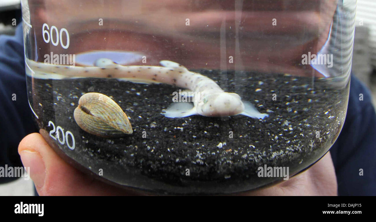 A smallspotted catshark swims in a small aquarium at a centre of the