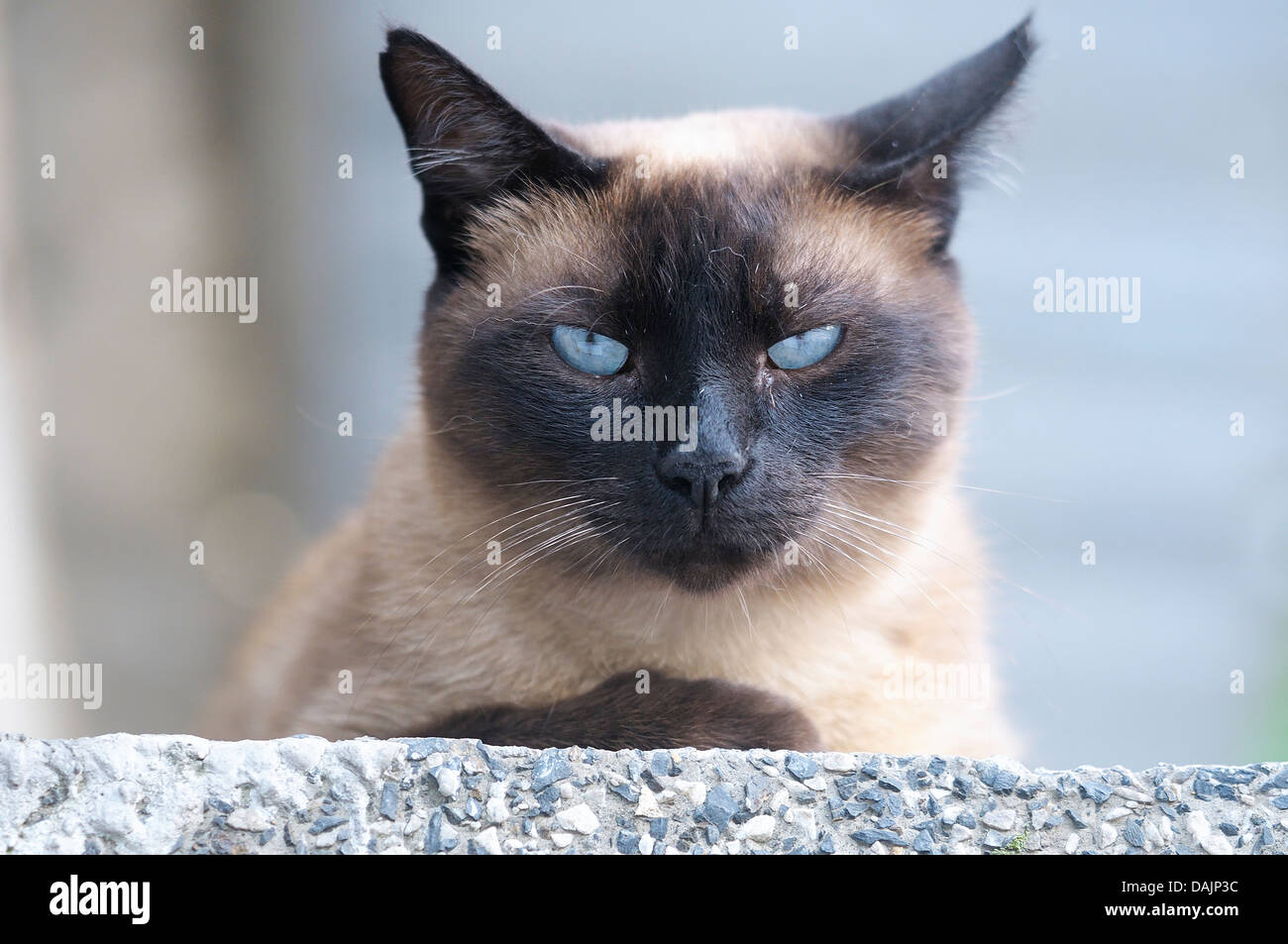  Mug  shot  of a cat  Stock Photo 58190144 Alamy