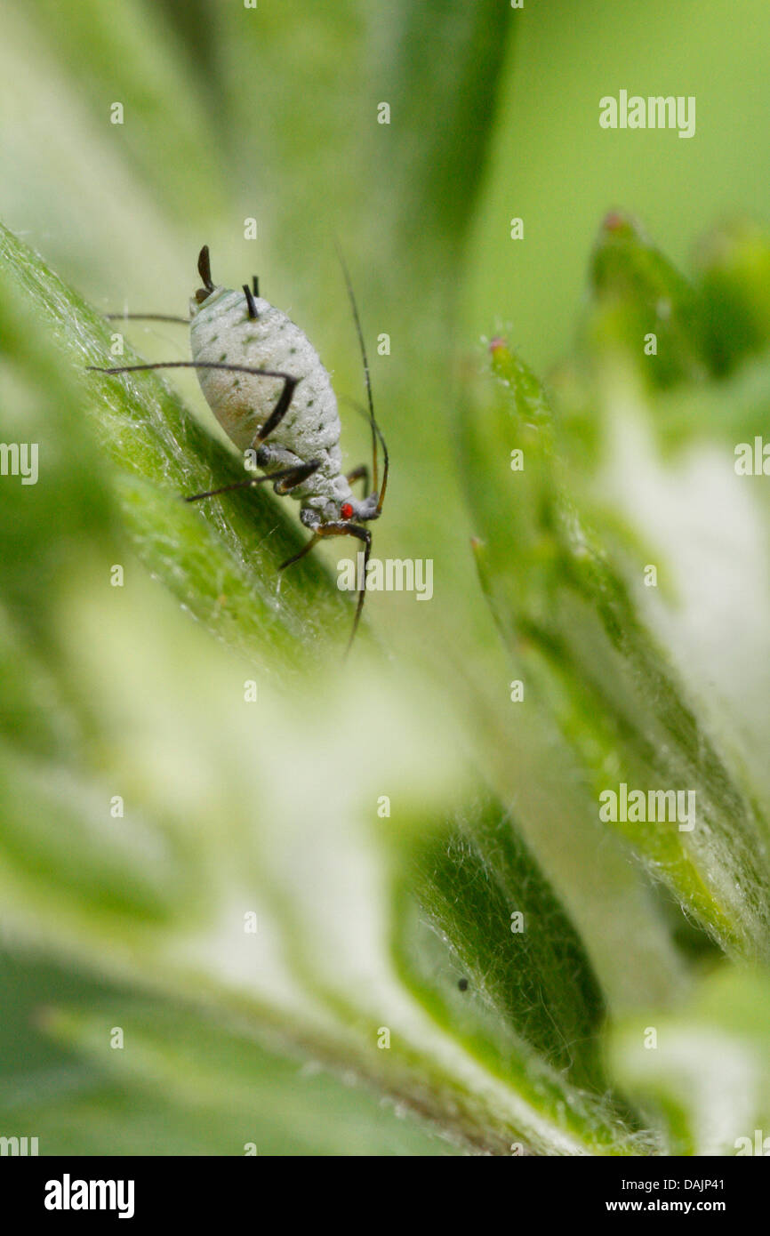 Mealy cabbage aphid brevicoryne brassicae hires stock photography and images Alamy