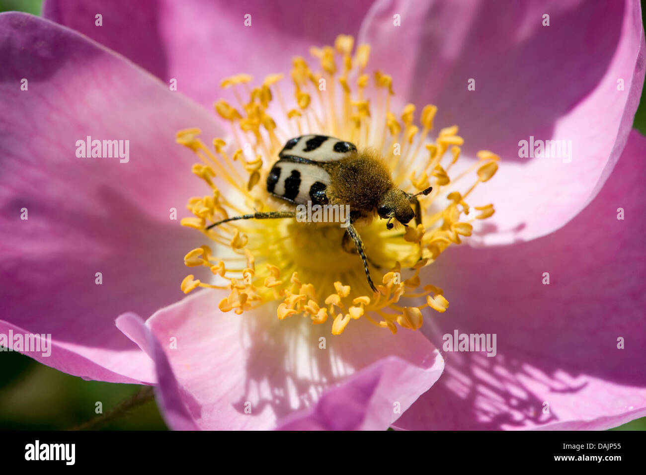 bee chafer, bee beetle (Trichius fasciatus), visiting a rose flower, Germany Stock Photo