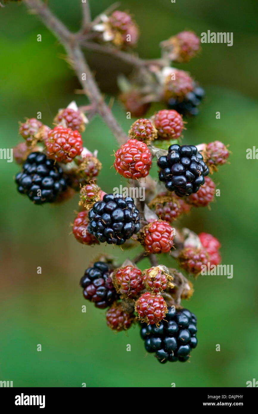 shrubby blackberry (Rubus fruticosus), branch with fruits, Germany Stock Photo