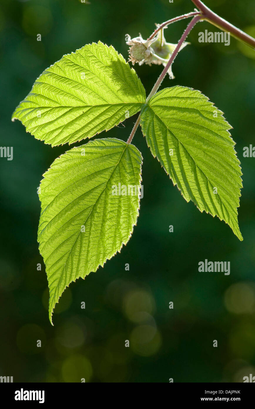 Raspberry leaf hires stock photography and images Alamy