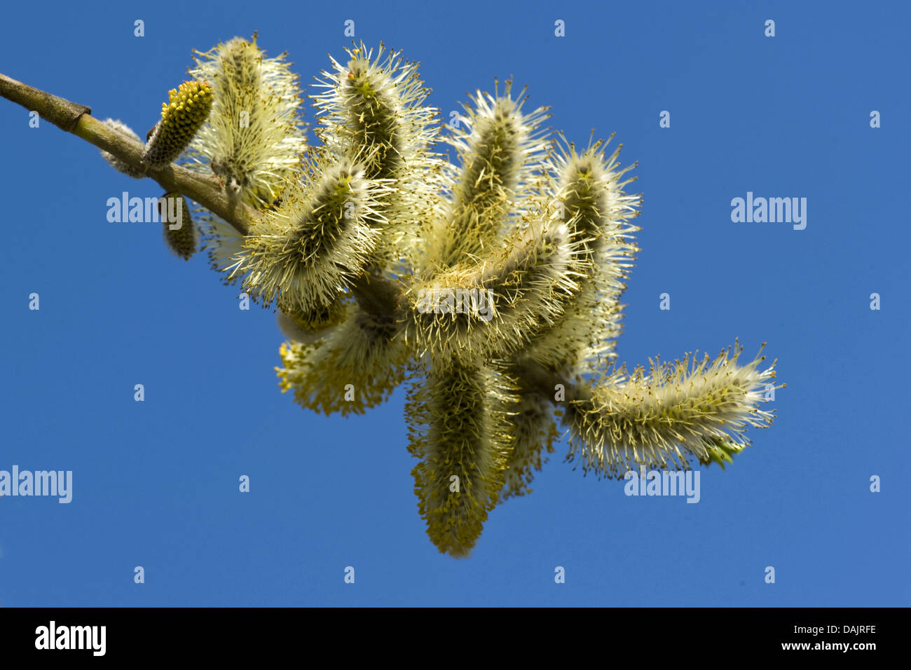 European violet-willow (Salix daphnoides), blooming branch with male ...