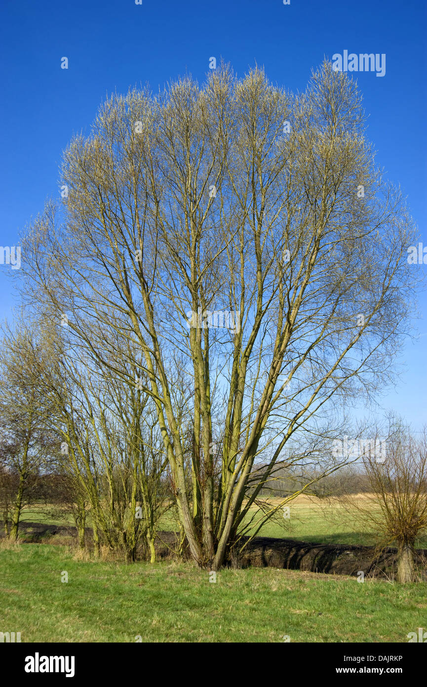 crack willow (Salix fragilis), single willow in winter, Germany Stock Photo