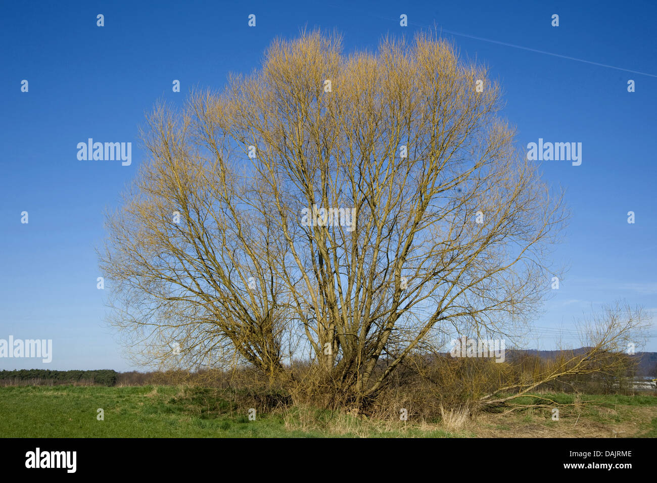 crack willow (Salix fragilis), free standing willows in winter, Germany ...