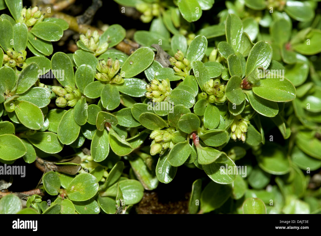 Thyme leaved willow (Salix serpyllifolia), branches with inflorescences, Germany Stock Photo