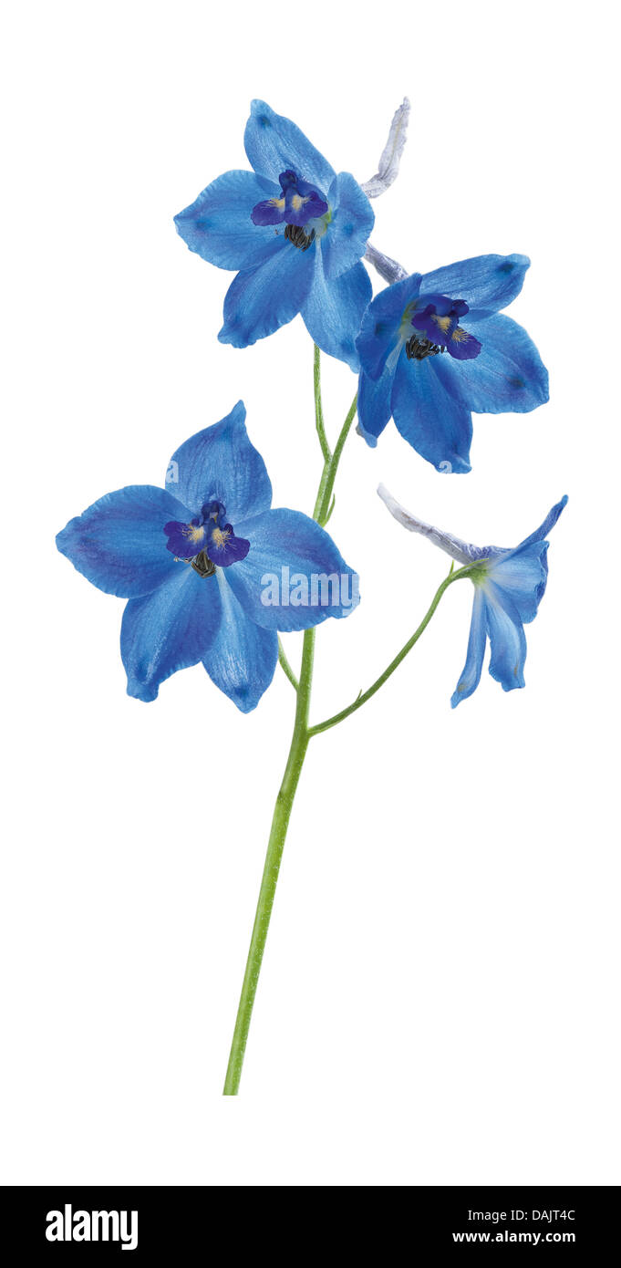 Larkspur Flowers Against White Background Close Up Stock Photo Alamy