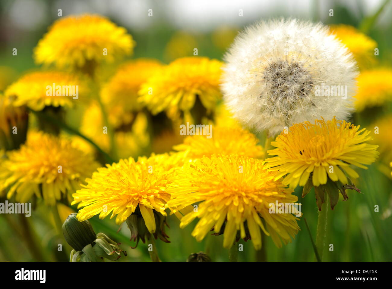 Dandelion blooms on a field in Koenigs Wusterhausen, Germany, 27 April