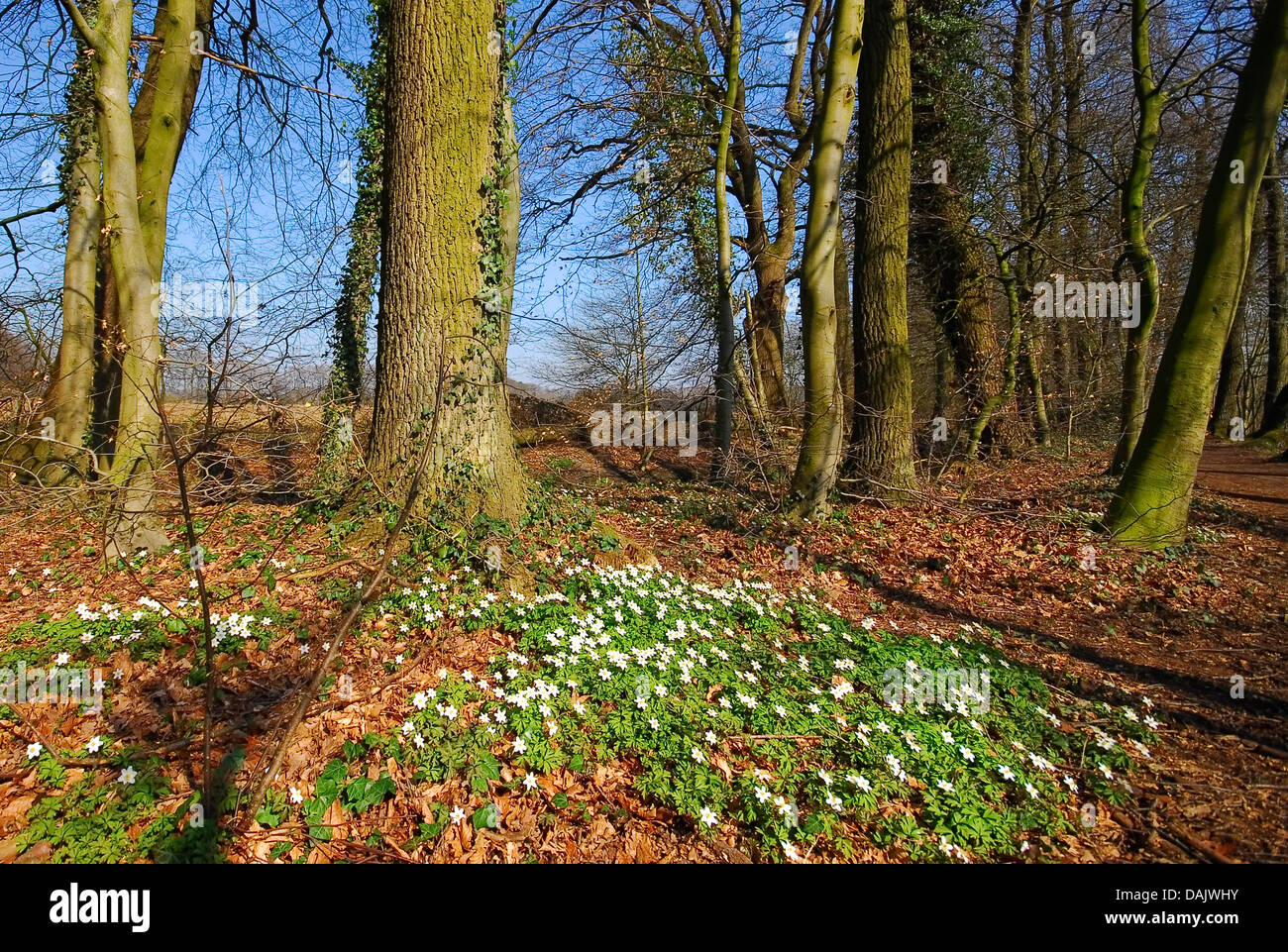 wood anemone (Anemone nemorosa), deciduous forest in spring, Germany, North Rhine-Westphalia Stock Photo