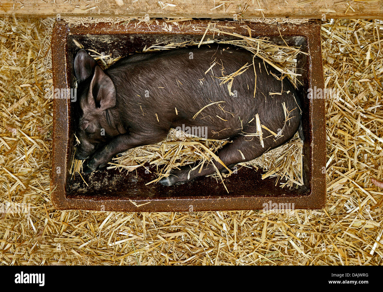 Black piglet sleeping in a feeding trough Stock Photo