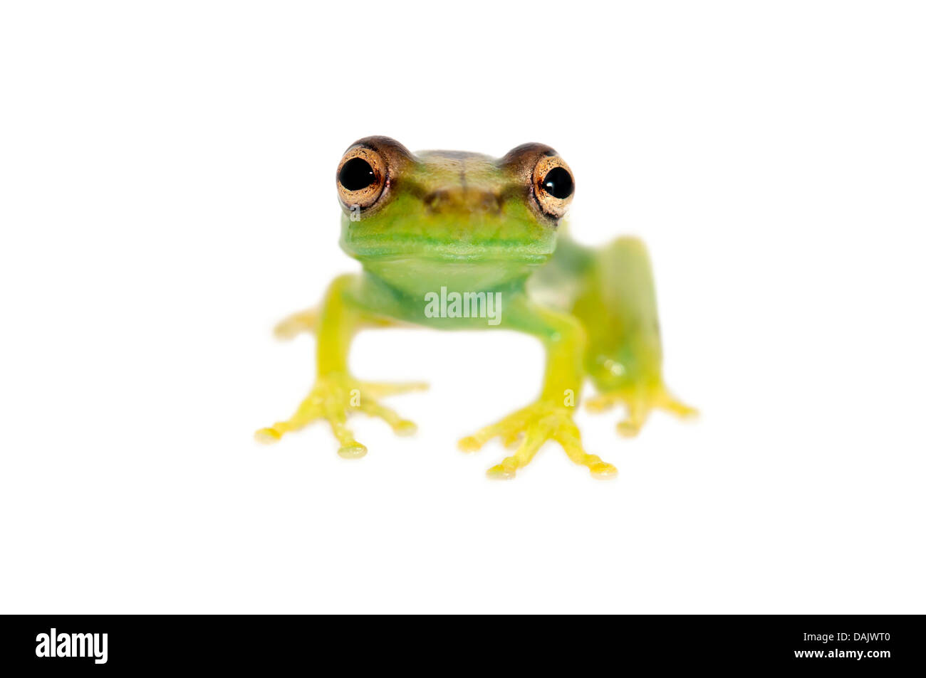 Young Orinoco Lime Tree Frog (Sphaenorhynchus lacteus) Stock Photo