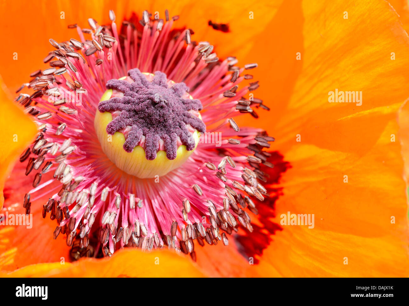 Pistil poppy papaver detail flower hi-res stock photography and images ...