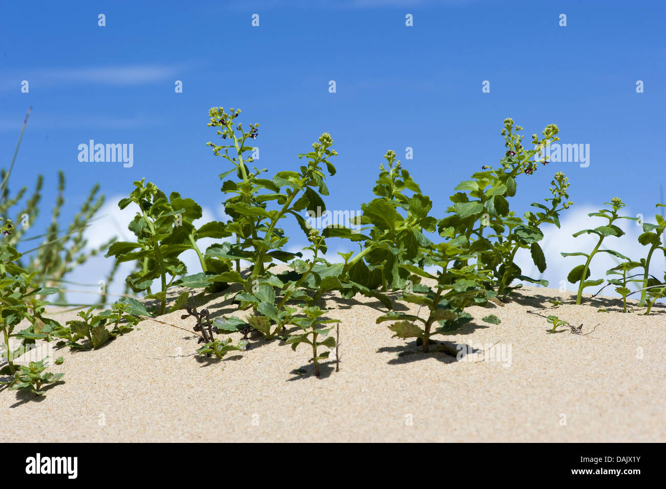 Shrubby Figwort (Scrophularia frutescens), blooming on a dune, Portugal Stock Photo