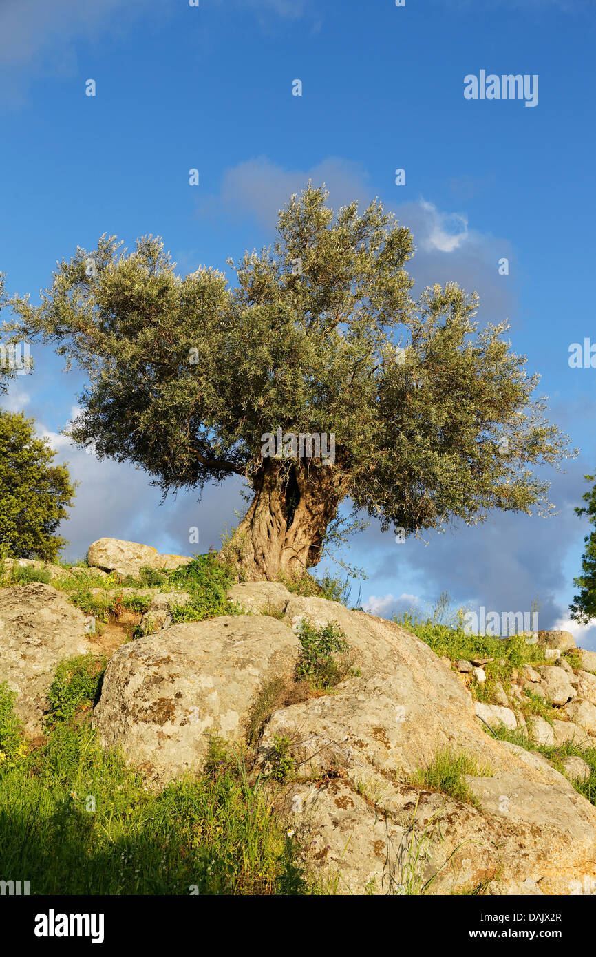 Old Olive Tree (Olea europaea) Stock Photo
