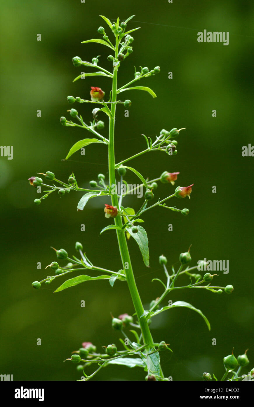 green figwort (Scrophularia umbrosa), inflorescence, Germany Stock Photo