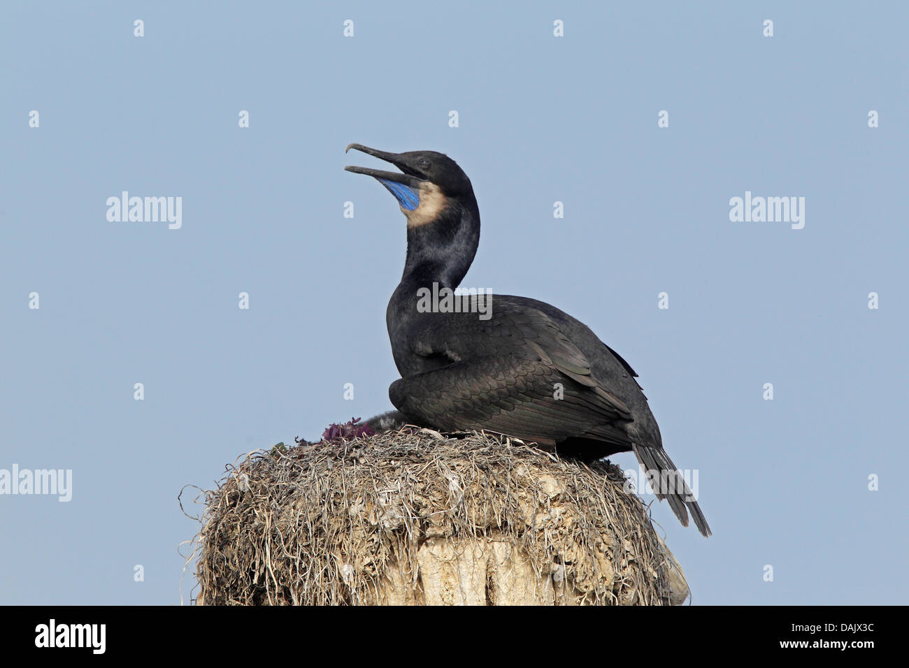 Breeding Adult Brandt's cormorant on a harbour post Stock Photo