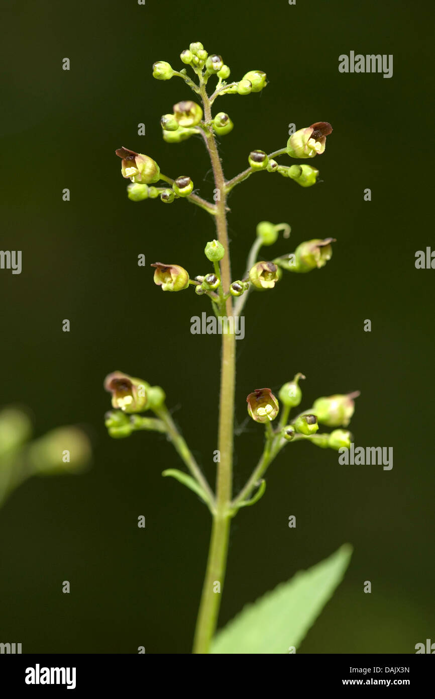 green figwort (Scrophularia umbrosa), inflorescence, Germany Stock Photo