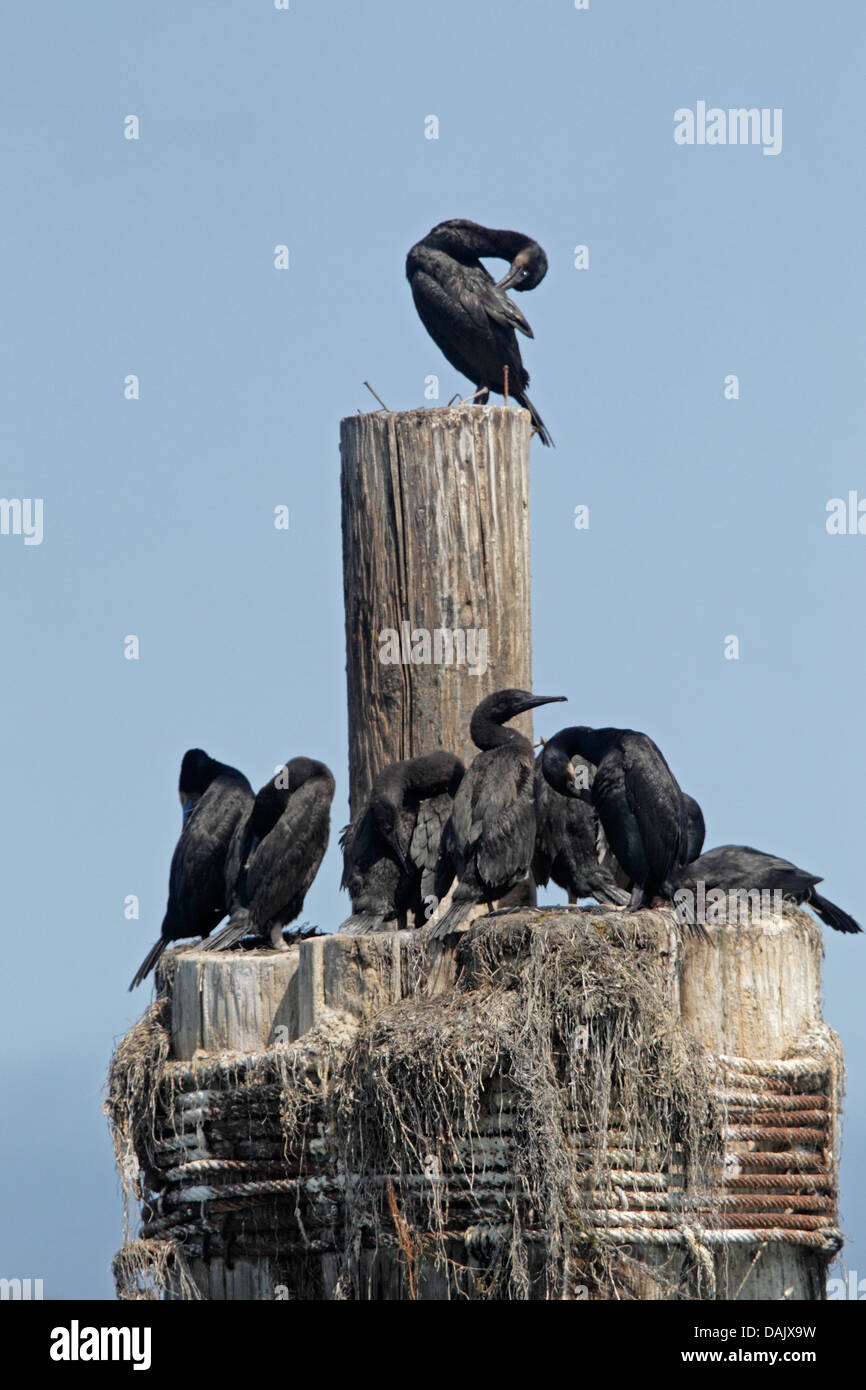 Group of Brandt's cormorants on a harbour post Stock Photo