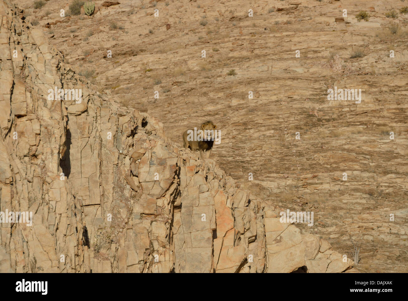 Male Desert Lion (Panthera leo) named 'Rosh' on a rock in the dry river bed of the Obias River Stock Photo