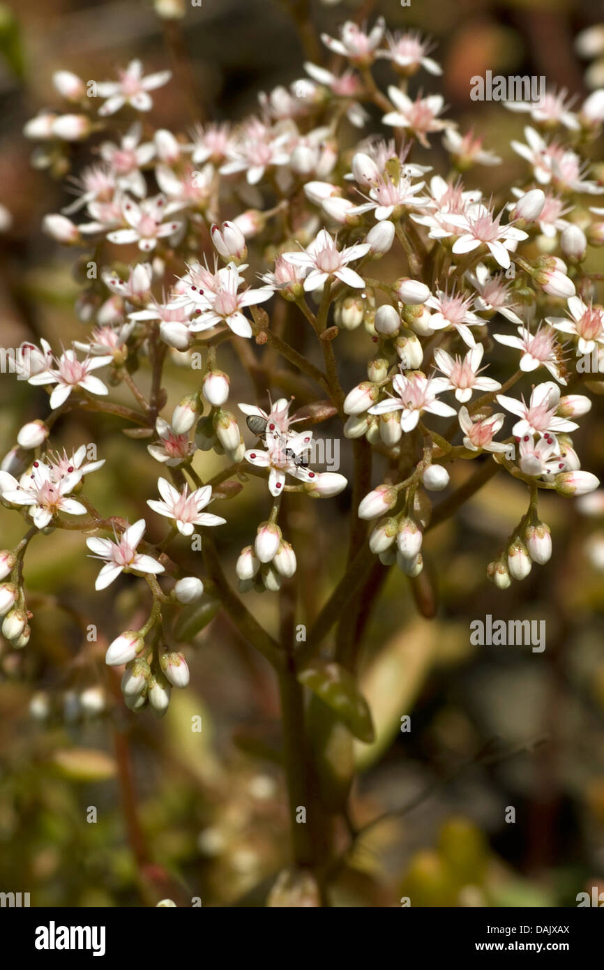 white stonecrop (Sedum album), blooming, Germany Stock Photo