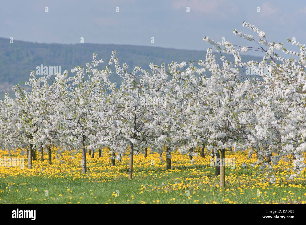 White flowering cherry tree plantation, Wild Cherry or Sweet Cherry (Prunus avium) with yellow Dandelions (Taraxacum officinale) Stock Photo