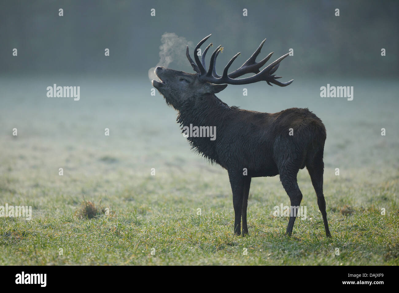 Red Deer (Cervus elaphus), stag roaring in the early morning, captive Stock Photo