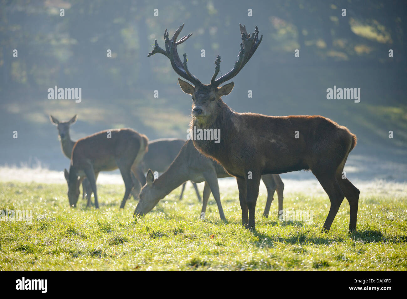 Red Deer (Cervus elaphus), stag and hinds in a forest clearing, captive Stock Photo