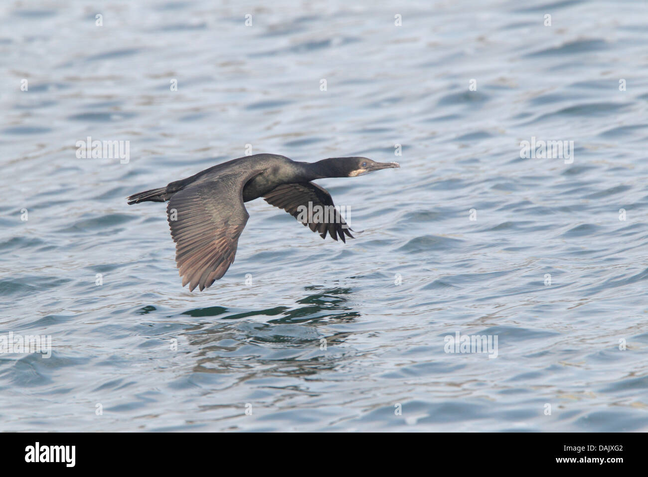Brandts cormorant phalacrocorax penicillatus hi-res stock photography ...