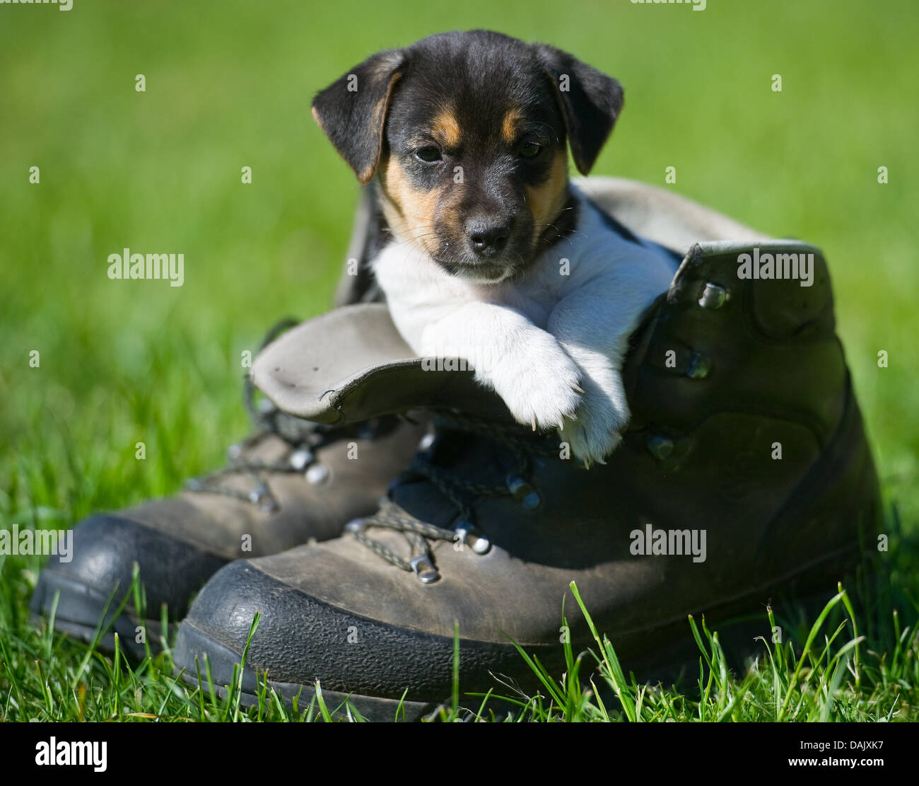 Page 2 Boot Jack High Resolution Stock Photography And Images Alamy