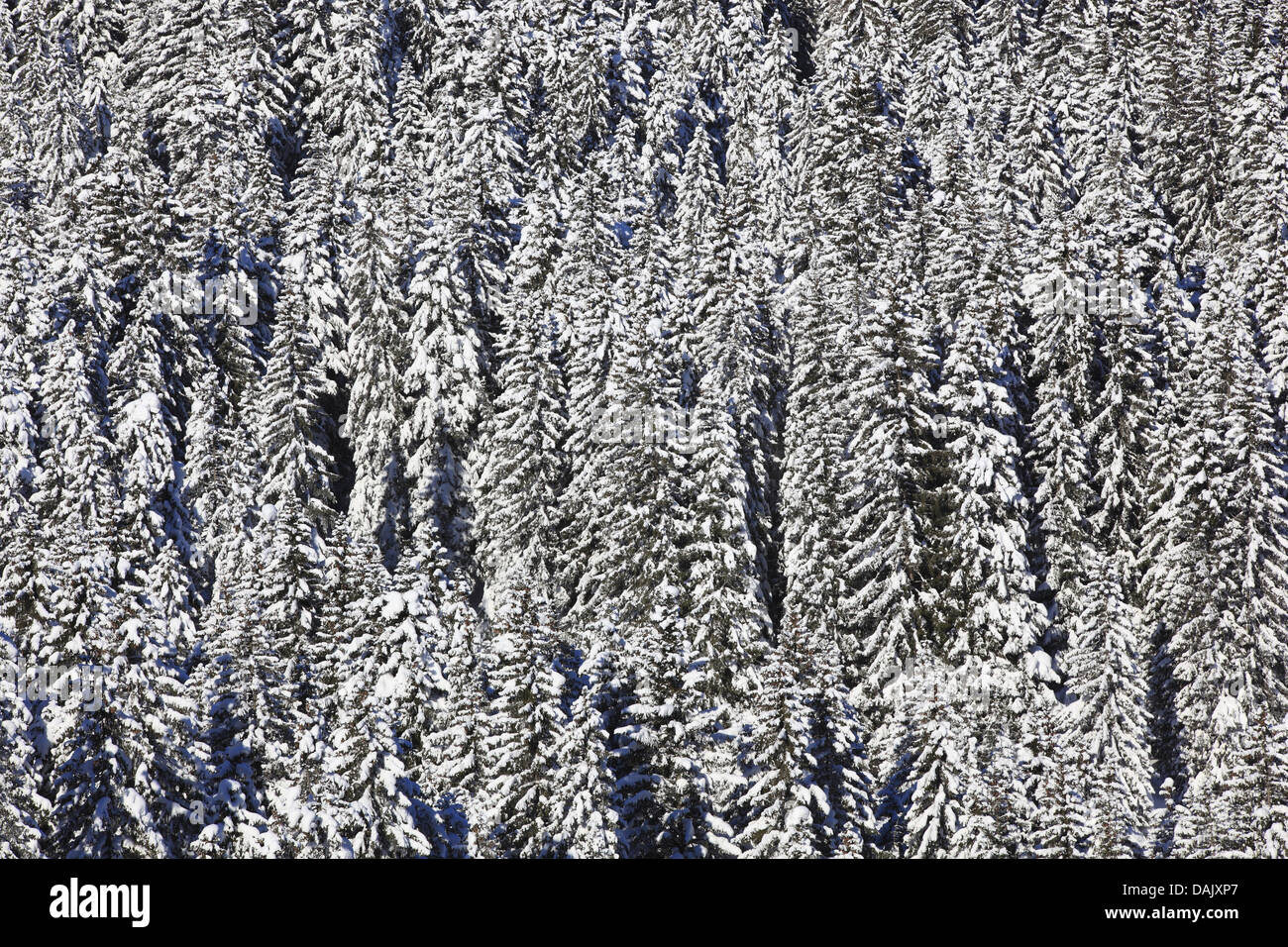 Norway spruce (Picea abies), view from above on a snow-covered forest, Switzerland Stock Photo