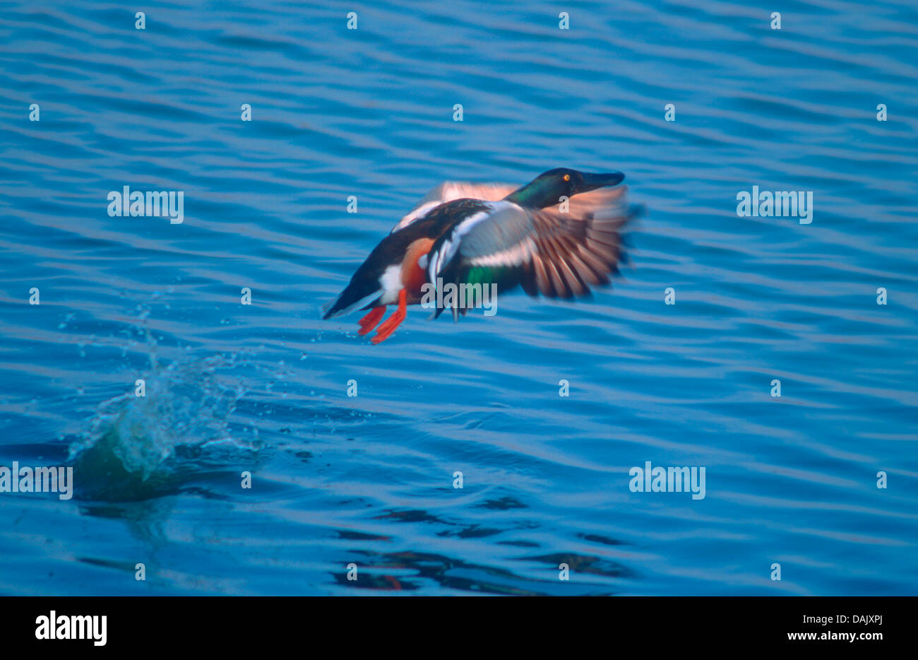 Shoveler Duck, Anas clypeata. In flight over a pond Stock Photo