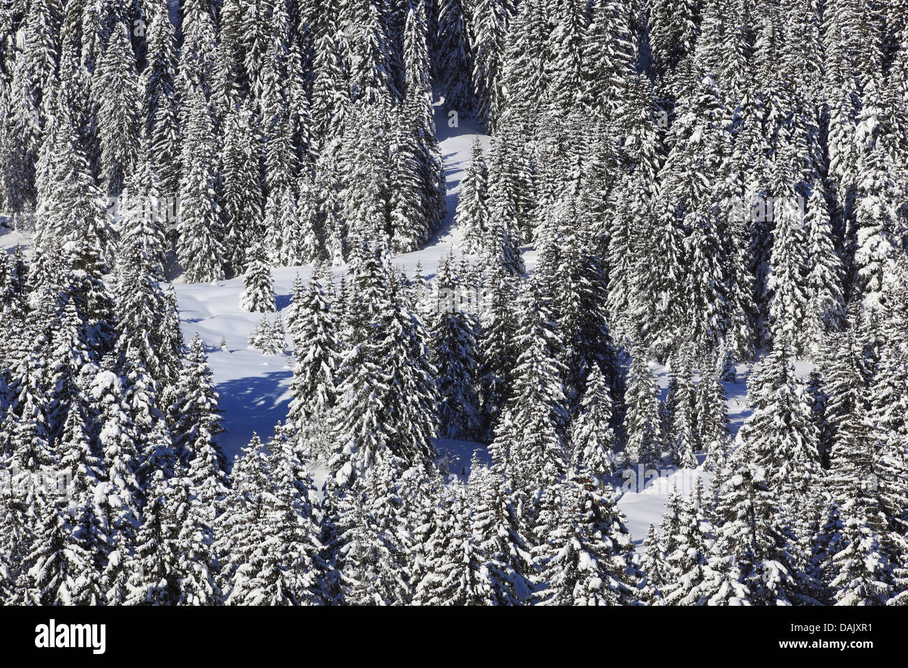 Norway spruce (Picea abies), view from above on a snow-covered forest, Switzerland Stock Photo
