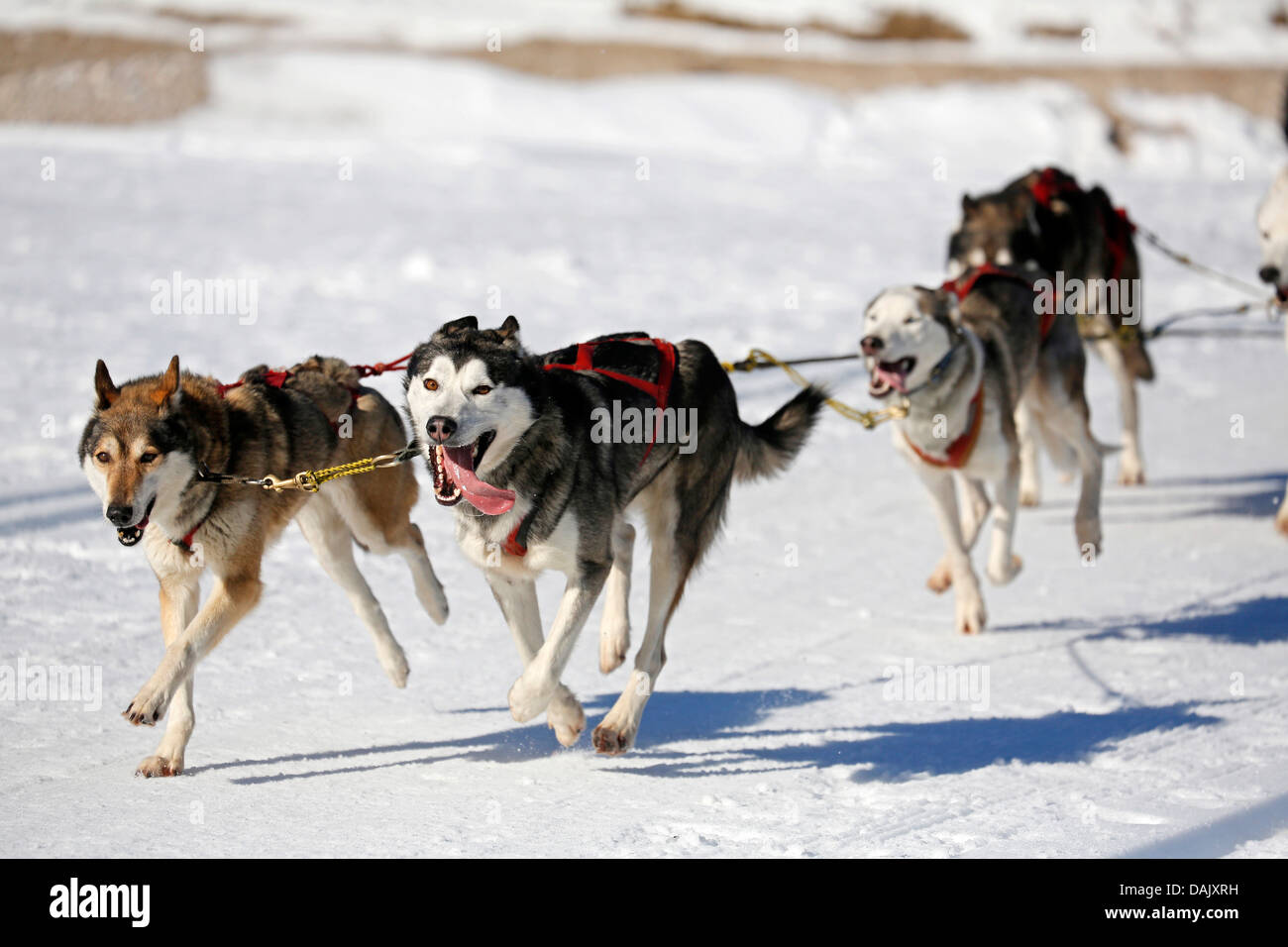 Sled dogs, sled dog race Stock Photo - Alamy