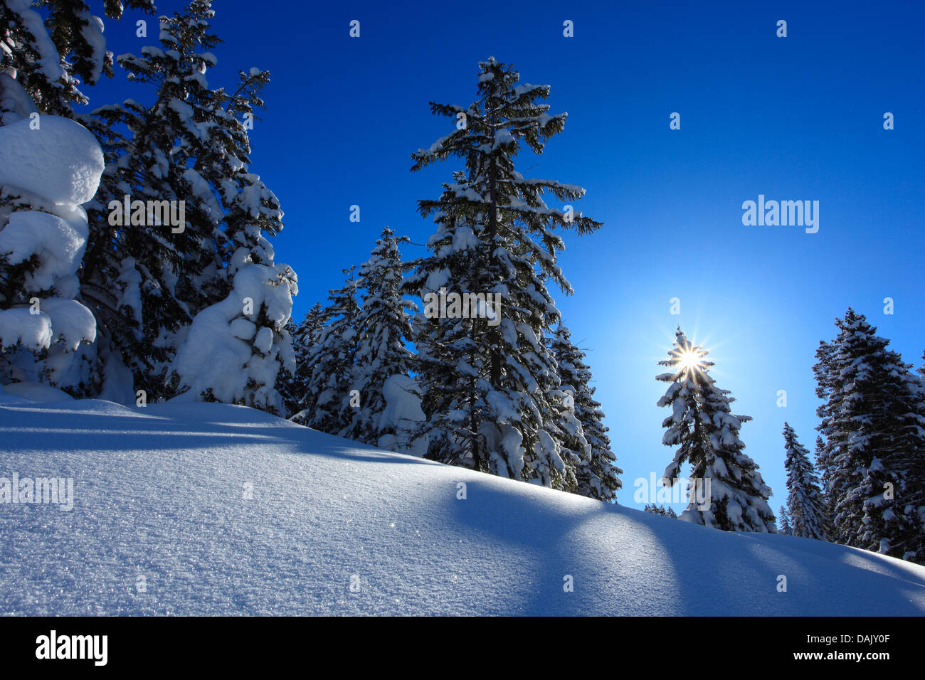 Norway spruce (Picea abies), sun behind snowy spruces, Switzerland Stock Photo