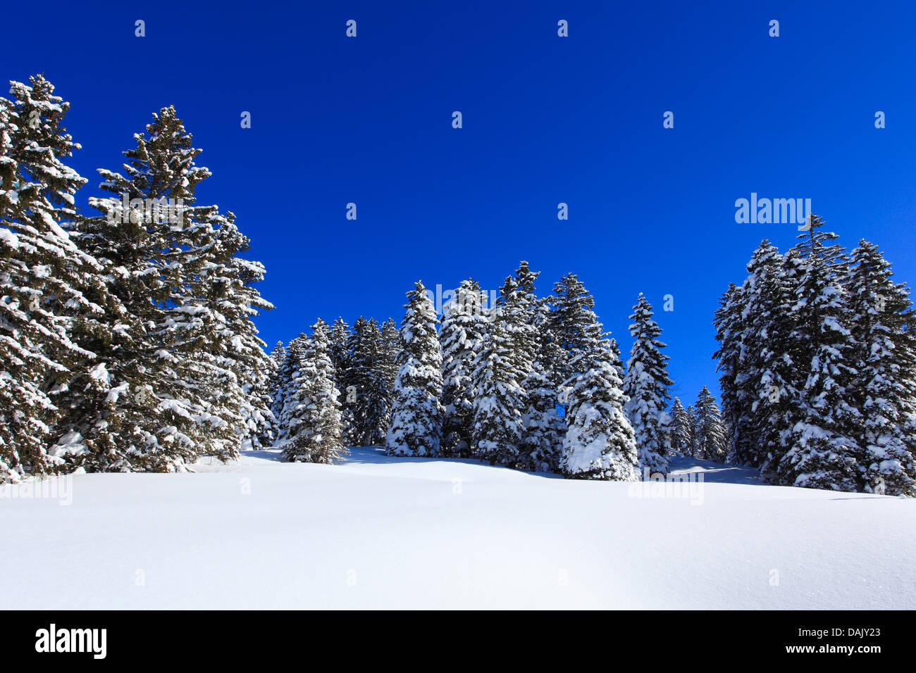 Norway spruce (Picea abies), snowy coniferous forest in sunlight, Switzerland Stock Photo