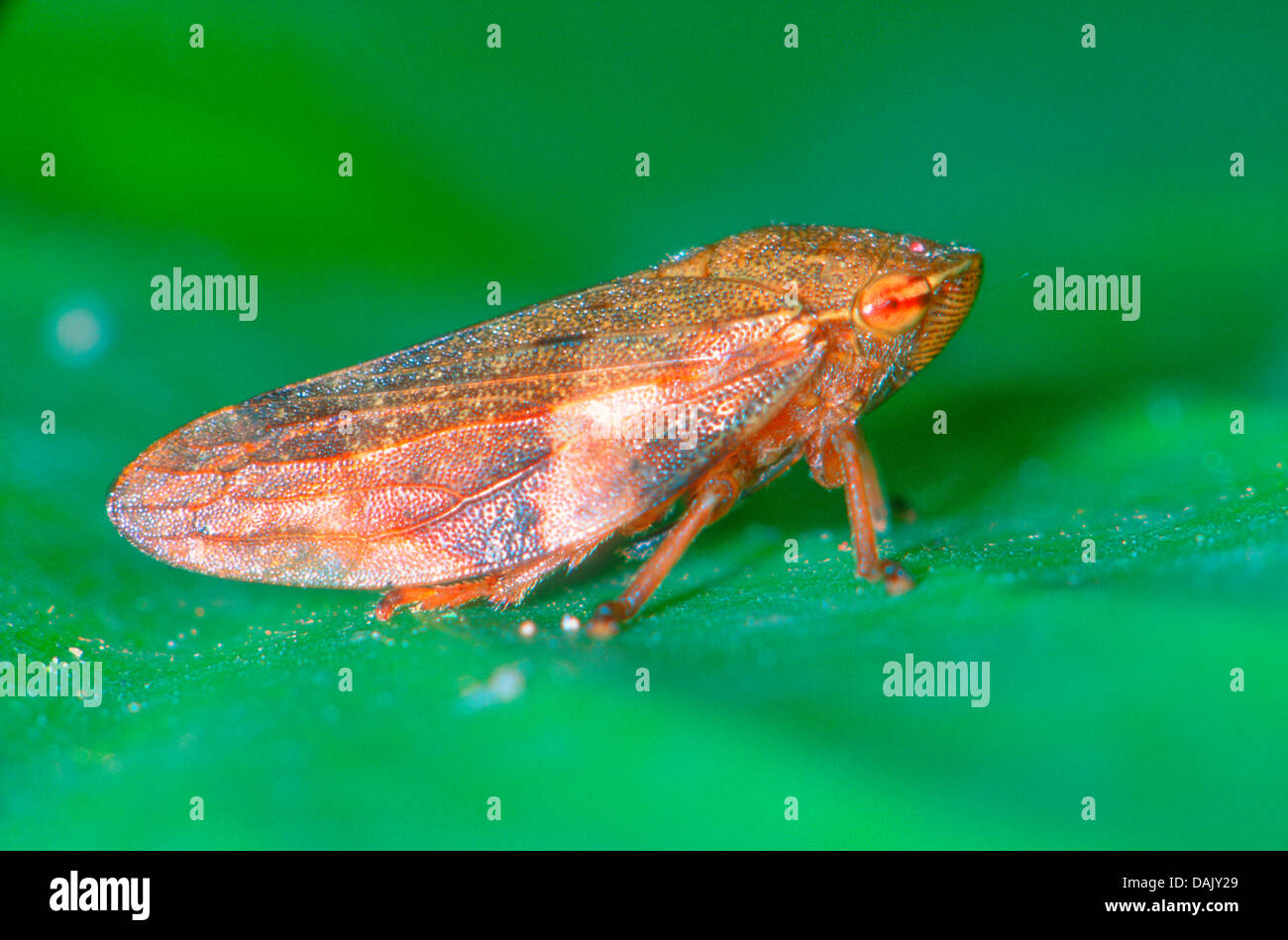 Froghopper, Family Aphrophoridae. On leaf Stock Photo