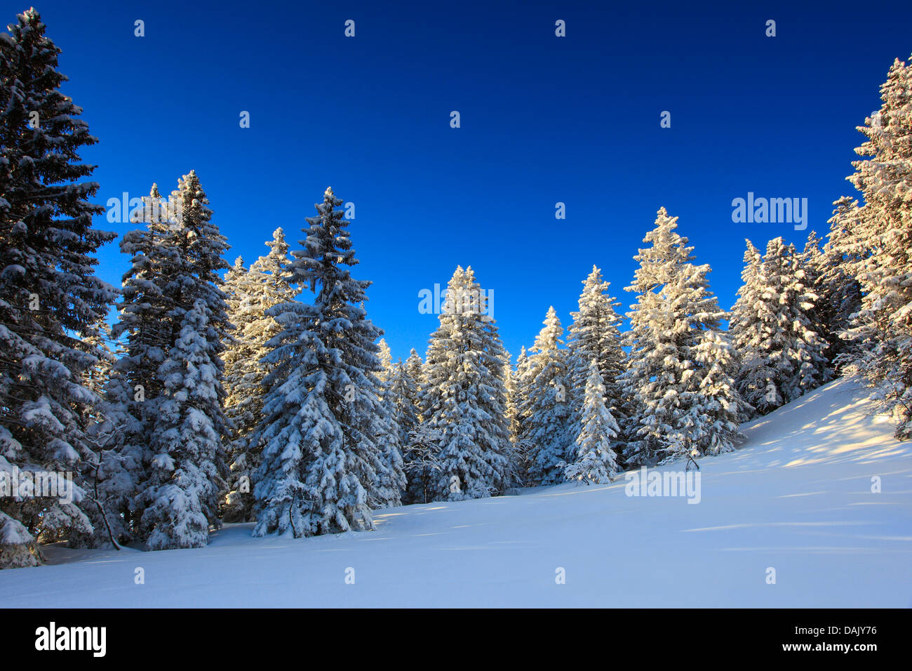 Norway spruce (Picea abies), snowy coniferous forest in sunlight, Switzerland Stock Photo