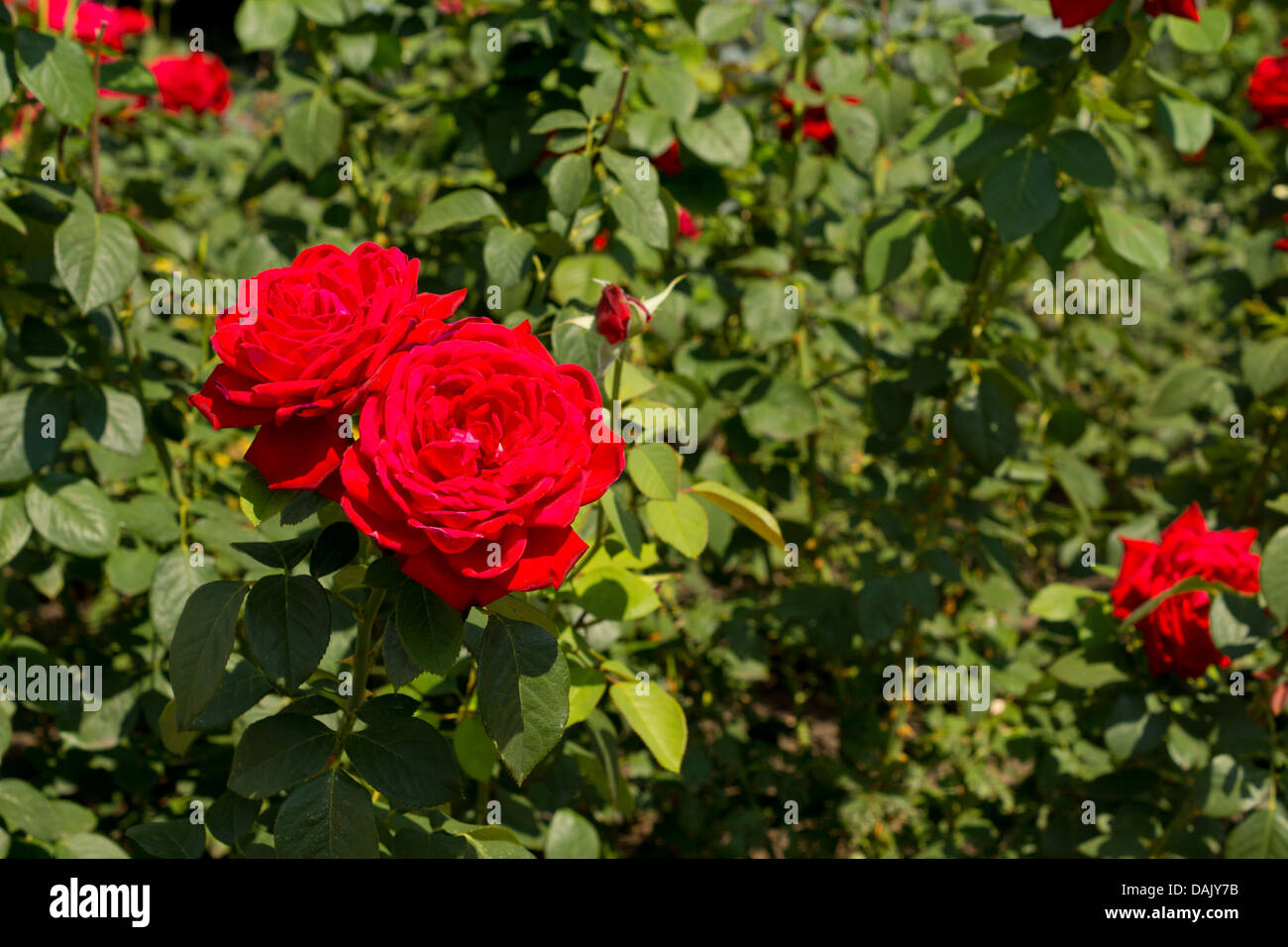 Two beautiful deep red roses on a growing on a bush in the garden ...