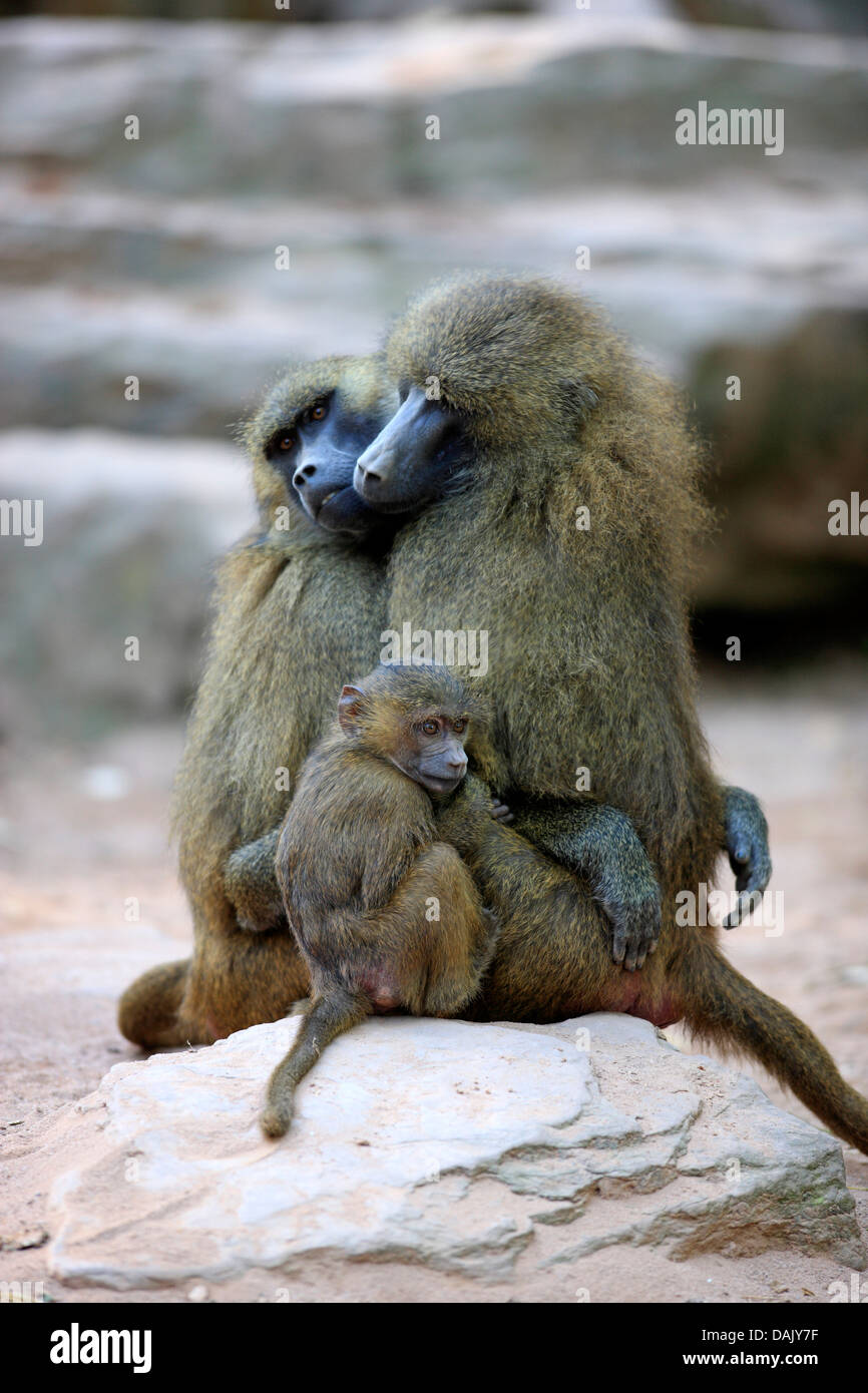 Guinea Baboon (Papio papio), females and an infant, social behavior, native to West Africa, captive Stock Photo