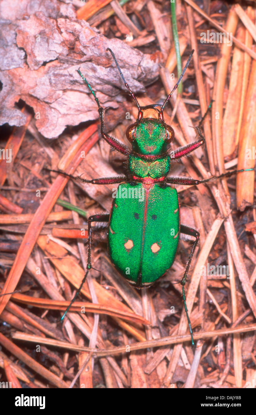 Green Tiger Beetle, Cicindela campestris. On ground Stock Photo
