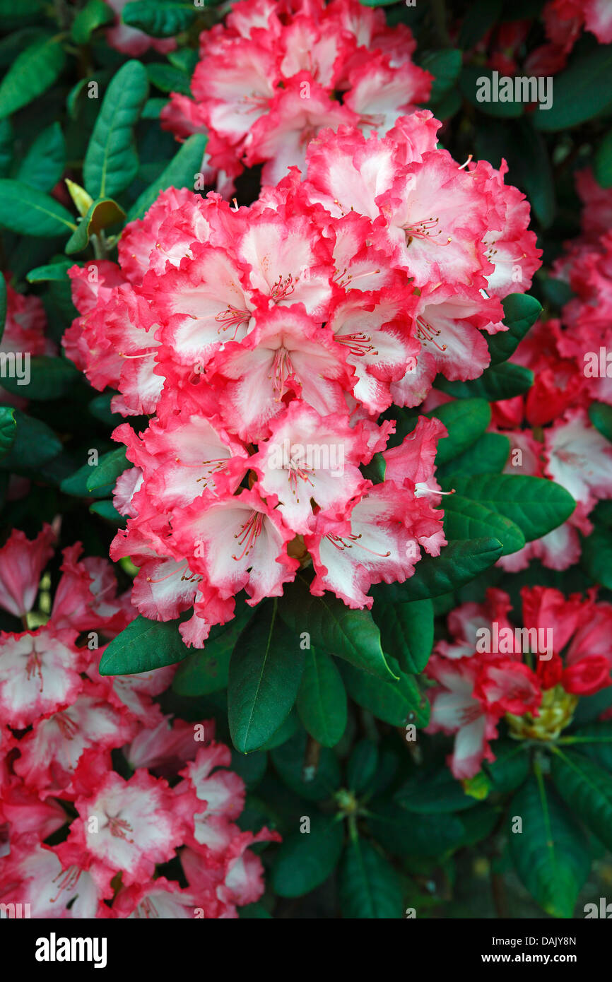 Rhododendron variety 'Coquette' (Rhododendron yakushimanum hybrid 'Coquette'), cultivar, flowering Stock Photo