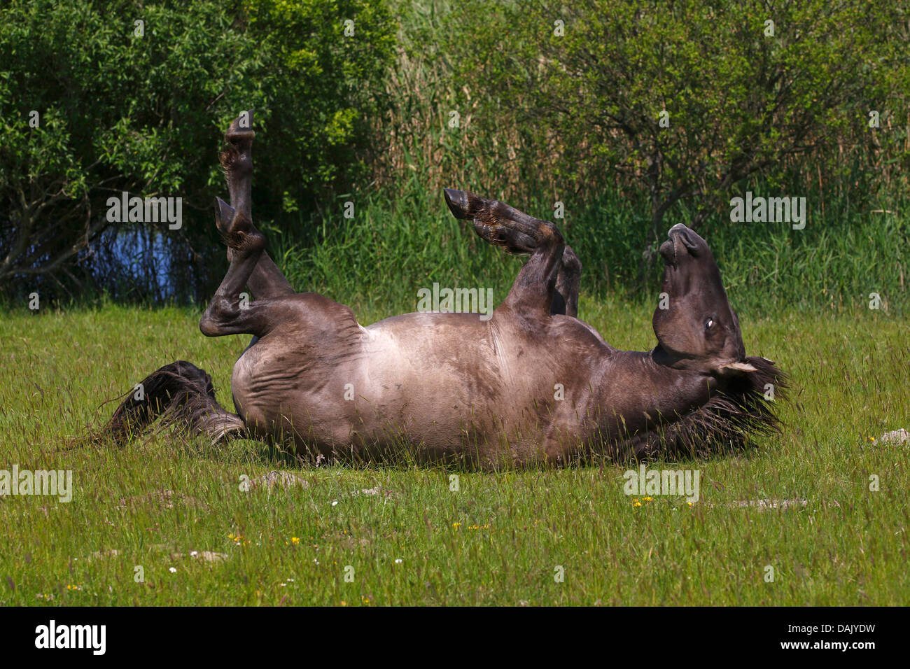 Konik Horse or Polish Primitive Horse,Tarpan breeding back (Equus przewalskii f caballus) lying on its back Stock Photo