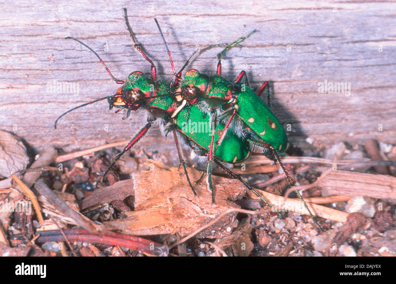 Green Tiger Beetle, Cicindela campestris. Couple mating on ground Stock Photo