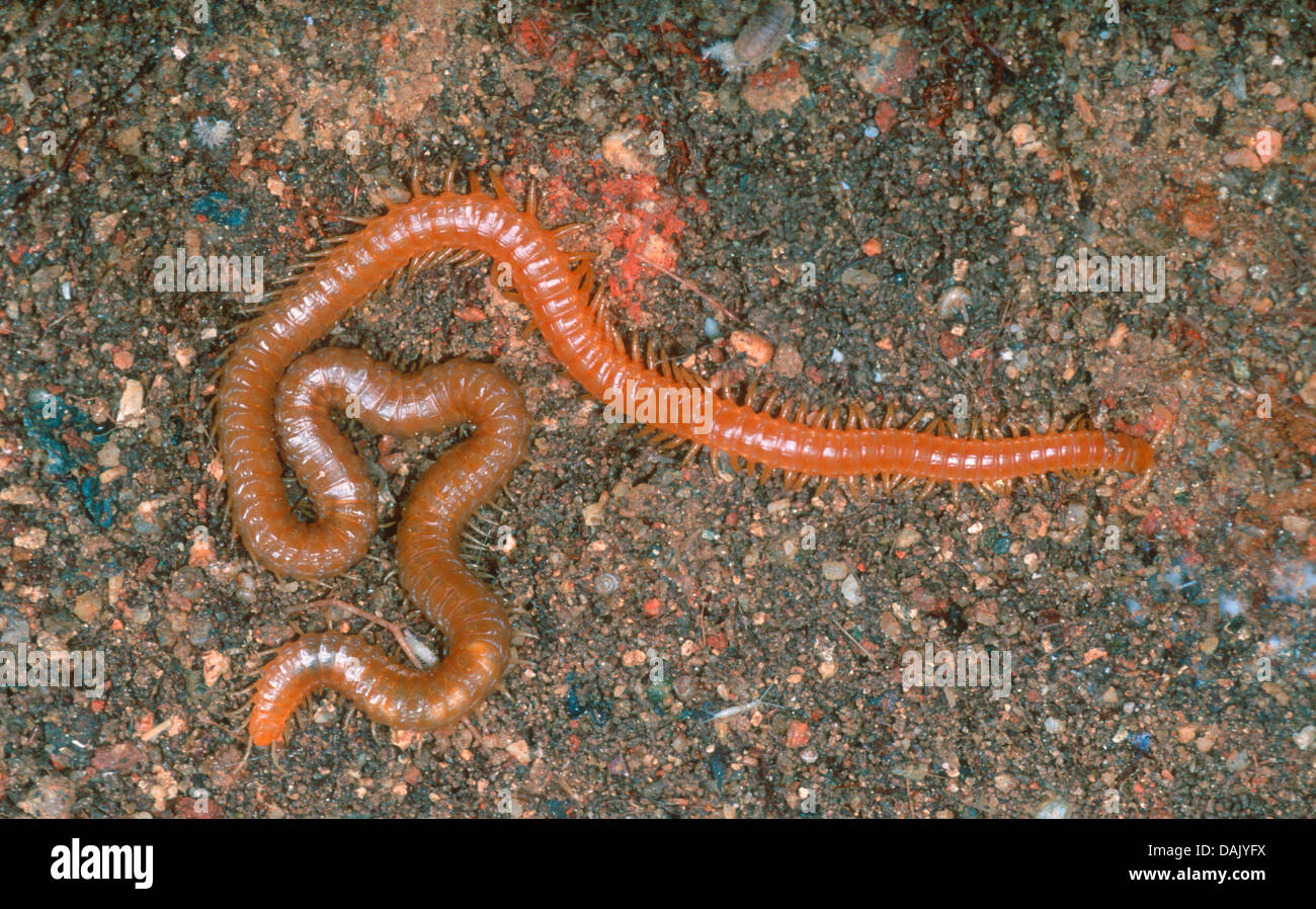 Western Yellow Centipede, Stigmatogaster subterranea. On ground Stock Photo