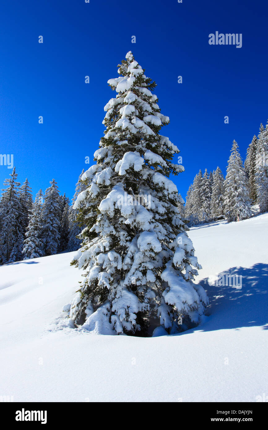 Norway spruce (Picea abies), snow-covered spruce in the Suisse Alps, Switzerland Stock Photo