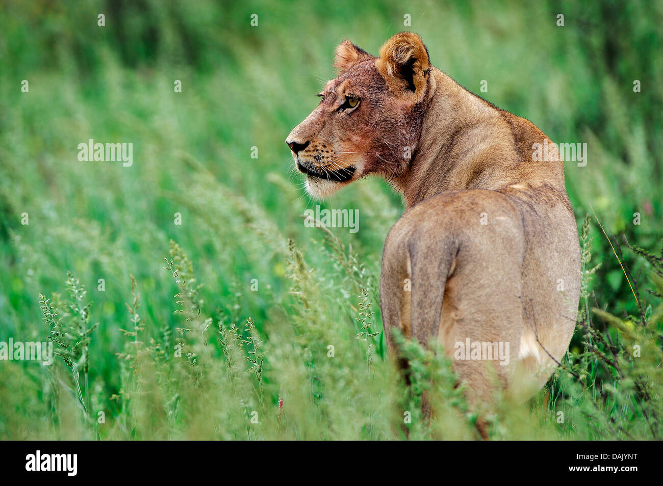 Lion (Panthera leo), lioness with a blood-splattered head Stock Photo