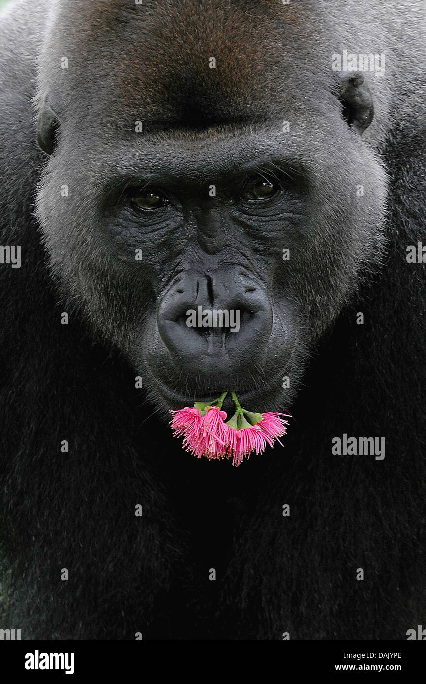 Pink gorilla hires stock photography and images Alamy